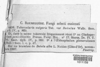 Tubercularia vulgaris image